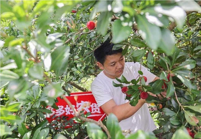 多多好农货探访“热搜主角”，仙居东魁杨梅鲜向全国