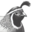Quailrunner